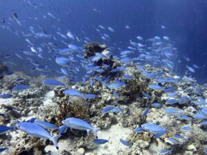 Sommerliche Tauchgänge in der Winterzeit