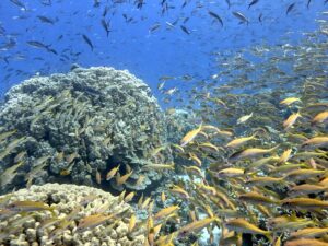 Ein spannendes Wrack und ein bunter Tauchplatz