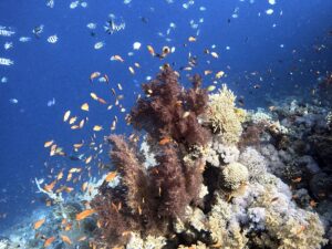 Viel gelernt und Spaß bei den Tauchgängen