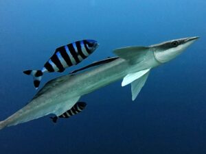 Wir ließen die Unterwasserwelt vorbeiziehen