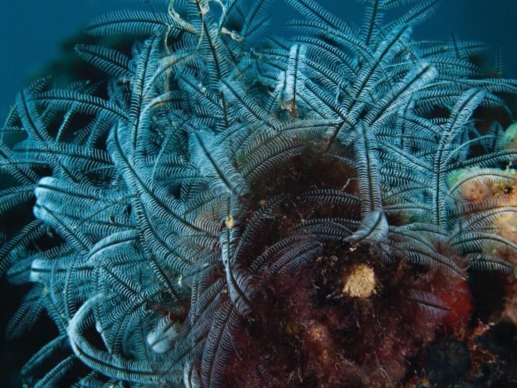 Dr. Wind entschied, das Riff rief nach uns