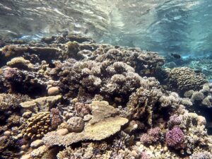 Taucherlebnisse am Shaab Abu Salama & Shaab Samir