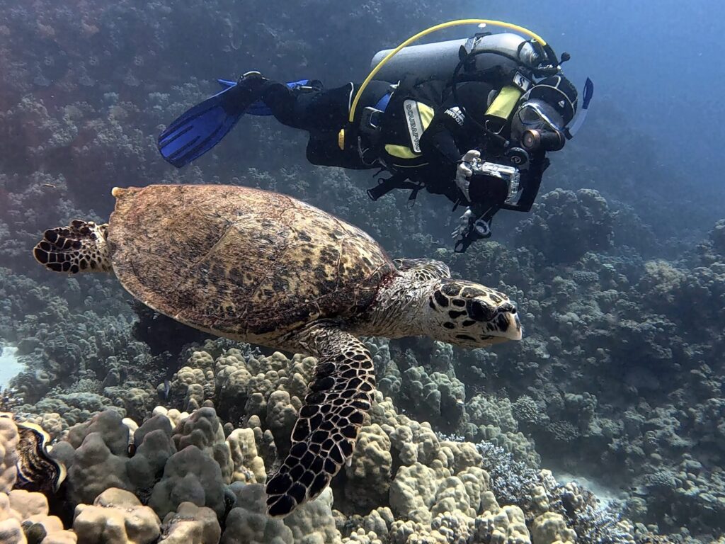 Jeder Tag im Roten Meer ist faszinierend