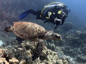 Jeder Tag im Roten Meer ist faszinierend