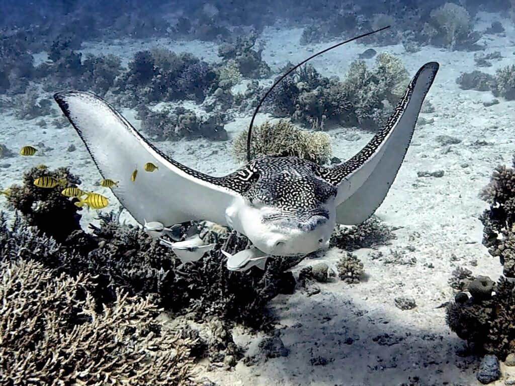 Begegnungen zweier Welten