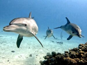 Ein herrlicher Tauchtag mit vielen Delfinen