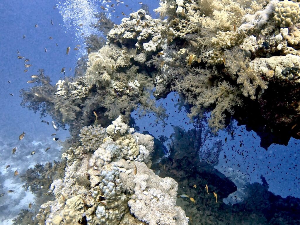 Zu Besuch bei den Bewohnern des Riffs