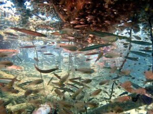 Einmal Balena zum Abschluss des Tauchtages