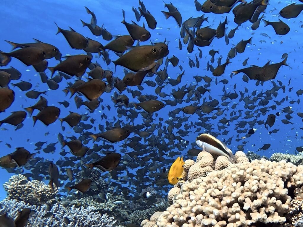 Gut gelaunt am bunten Riff entlang