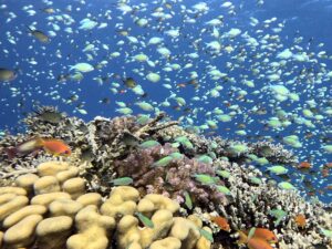 Riffvielfalt wie aus dem Bilderbuch