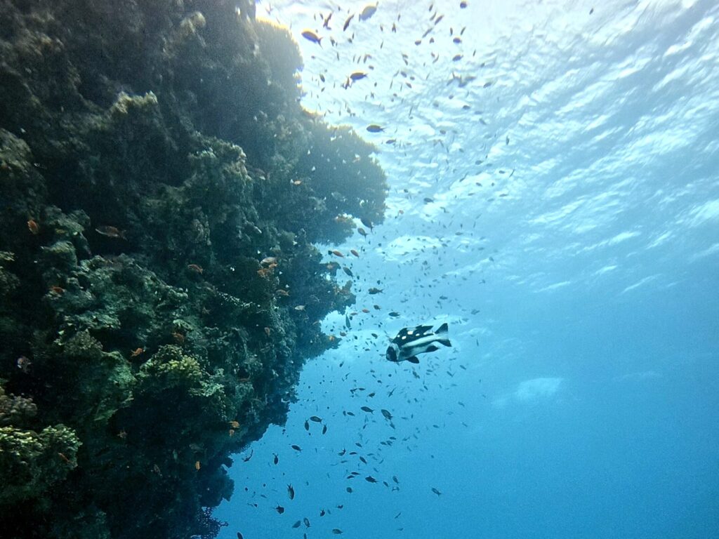 Steeltank oder Steenky – Hauptsache unter Wasser