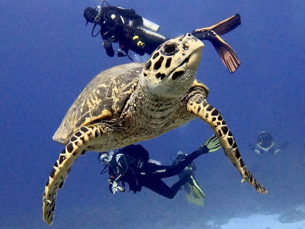 Im tiefen Blau zu neuen Welten