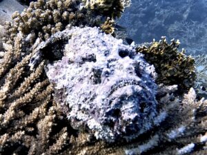 Ein ganz wunderbarer Tag auf dem Roten Meer