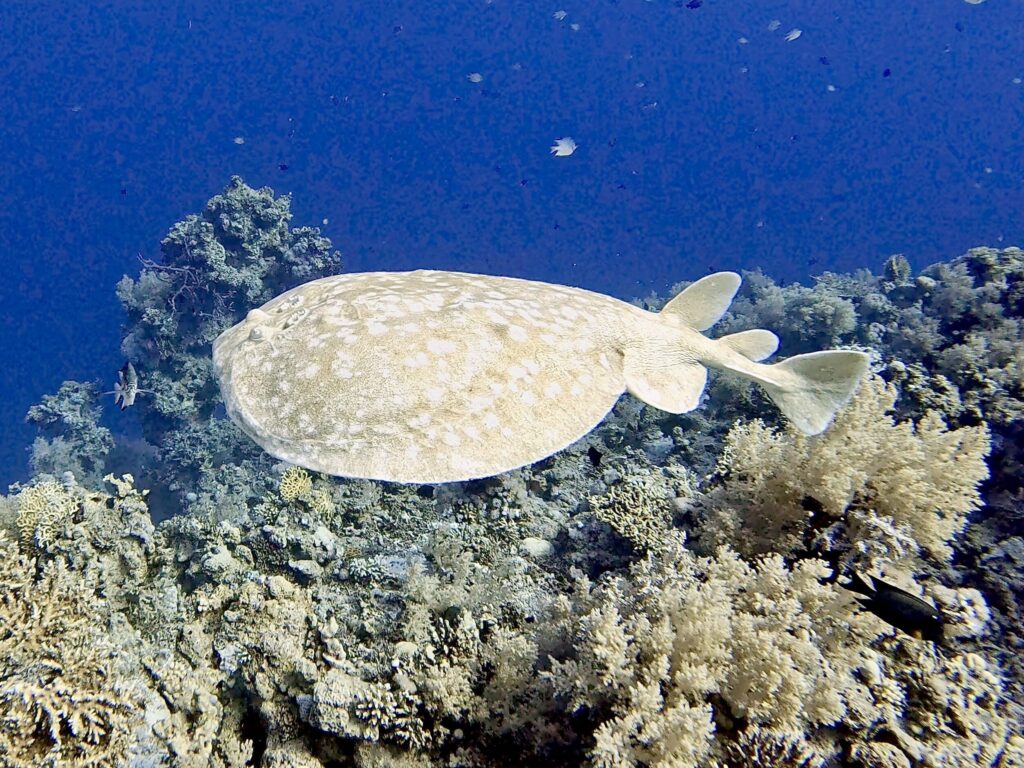 Die Wochenmitte ist schöner mit Fischbegleitung