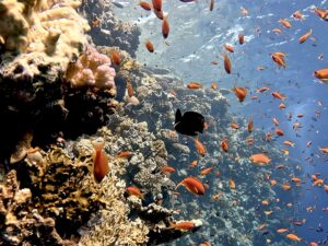 Rescue-Übungen und bunte Fische entdecken