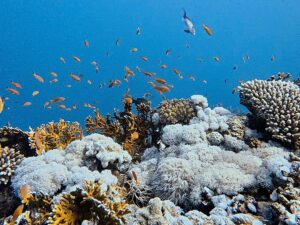 Vom Korallengarten ins Blaue