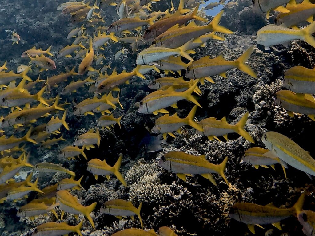 Unterwasserkino im warmen Roten Meer