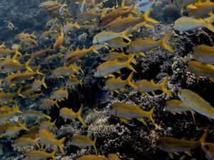Unterwasserkino im warmen Roten Meer