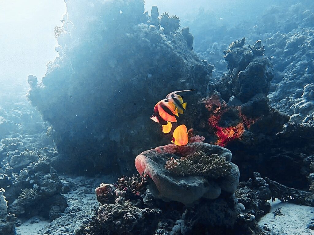 Zum Tauchen am Feiertag zwischen die Inseln