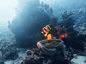 Zum Tauchen am Feiertag zwischen die Inseln