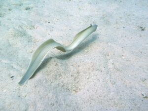 Ein rundum gelungener Tauchtag vor Magawish