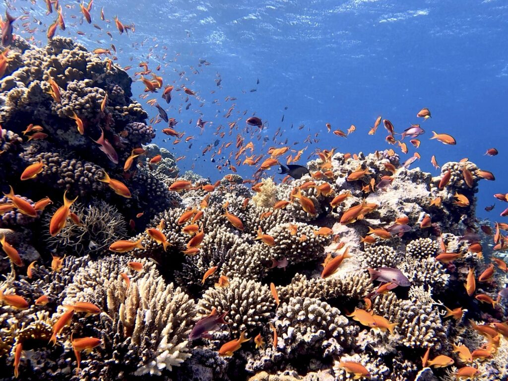 Manchmal kann es einfach nicht genug sein