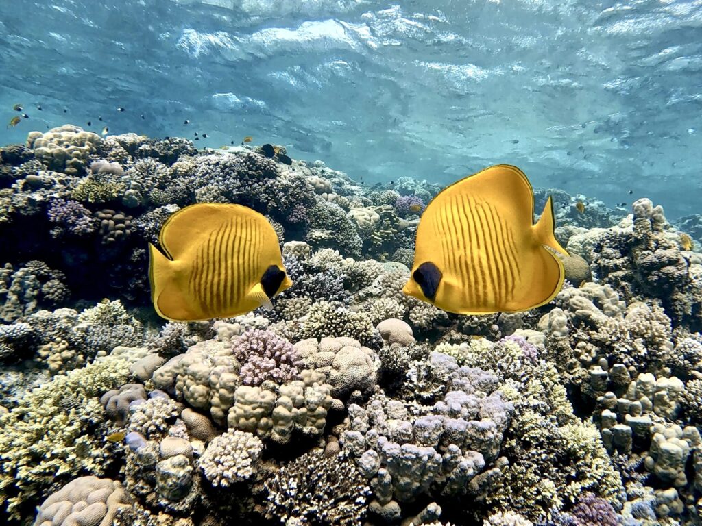 Abschiedstauchgänge für Steffi mit vielen bunten Fischen