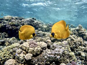 Abschiedstauchgänge für Steffi mit vielen bunten Fischen