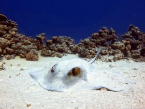 Federschwanz-Stechrochen zum Genießen