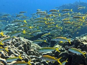 Das blaue Meer glitzert im Sonnenschein