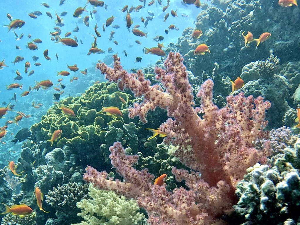 Bunte Fische im blauen Meer bei Sonnenschein