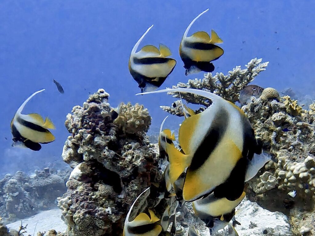 Abtauchen und mit Spaß tauchen lernen