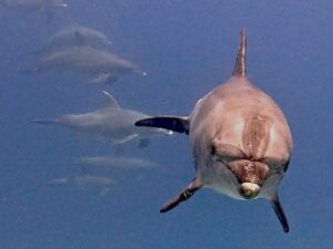 Unterwassermomente, die für immer bleiben