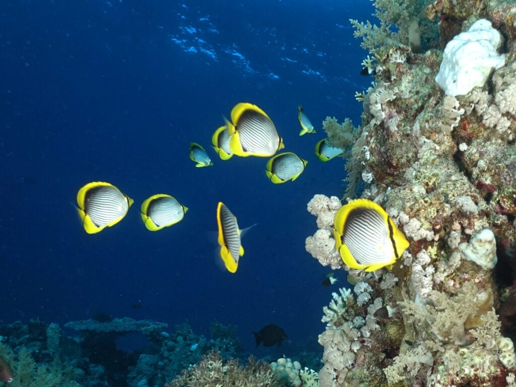 Sand in der Luft und bunte Fische unter Wasser