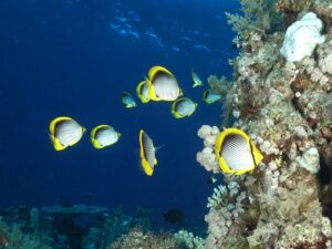 Sand in der Luft und bunte Fische unter Wasser