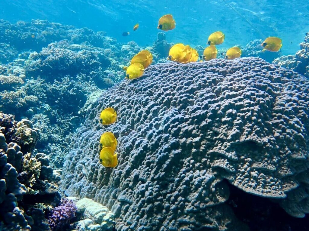 Bunt, flach und einfach nur wunderschön