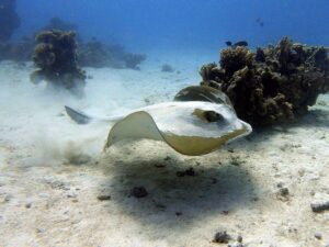 Ein großer Rochen als Abschiedsgeschenk