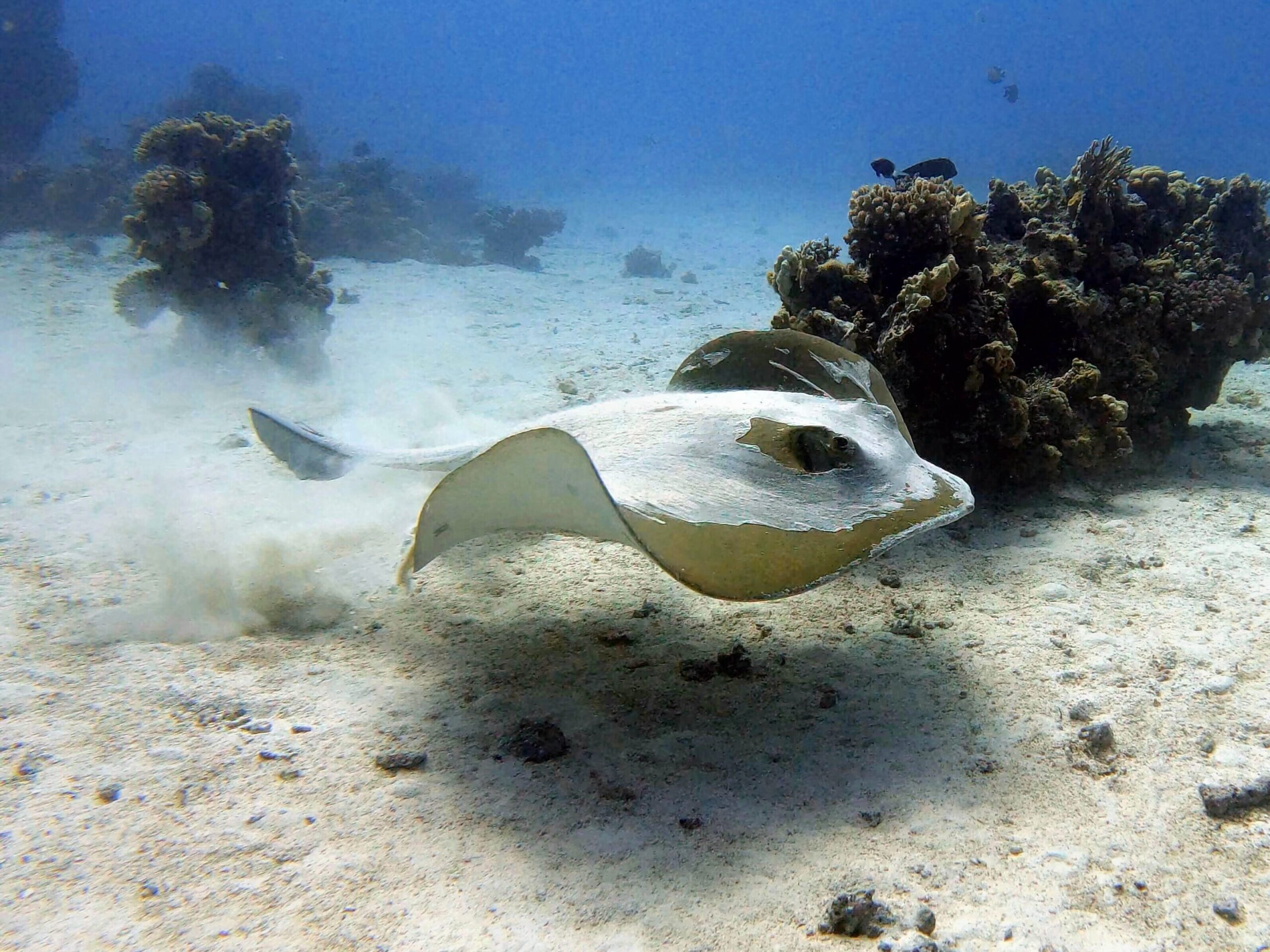 Ein großer Rochen als Abschiedsgeschenk - Blue Water Dive Resort