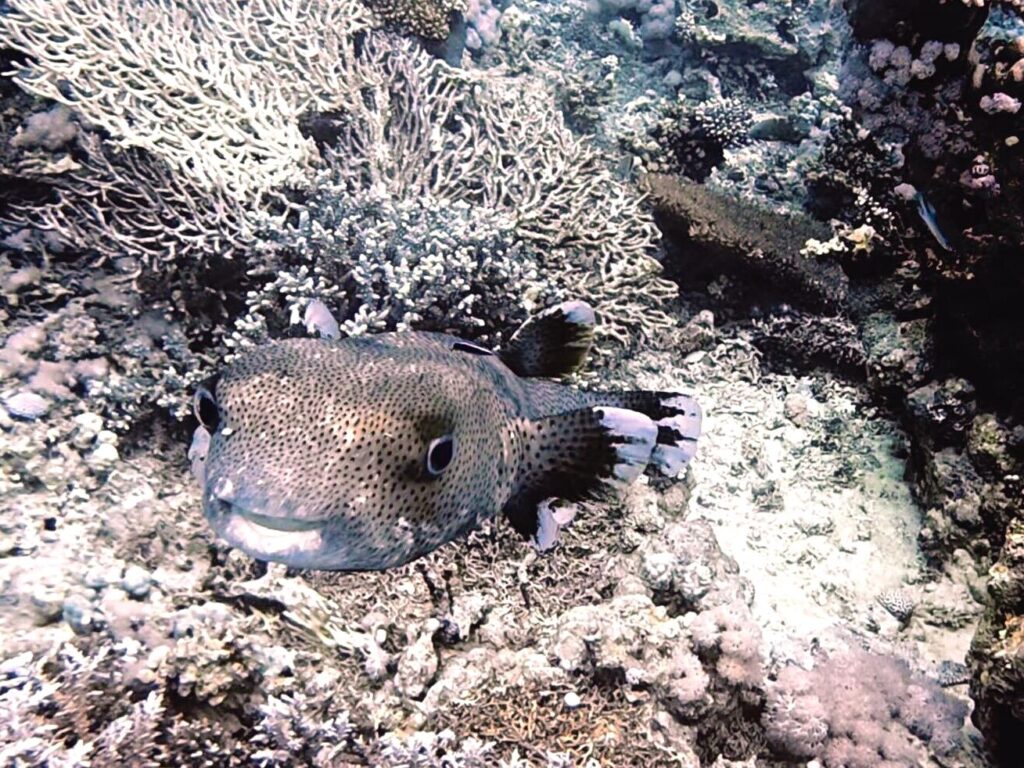 Wenn die „Hai-lights“ zum Schluss kommen