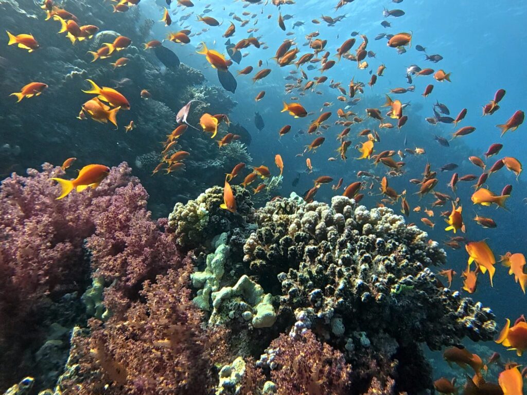 Das Carless Reef war heute wieder unschlagbar