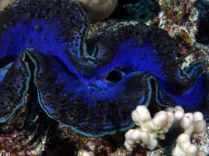 Ein neuer Monat taucht auf