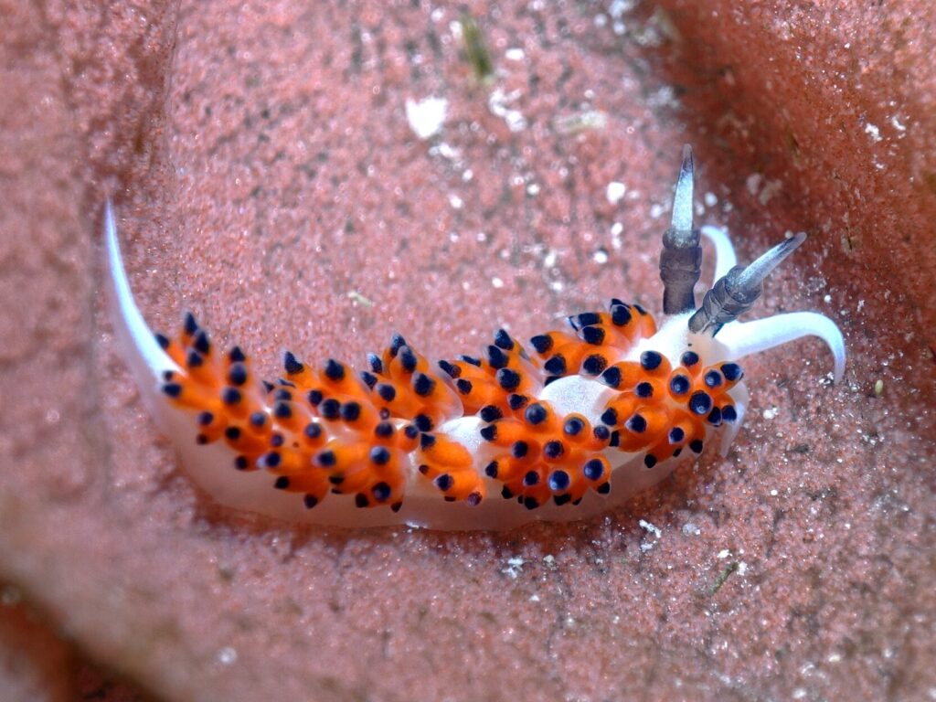 Tolle Gäste, schöne Tauchplätze