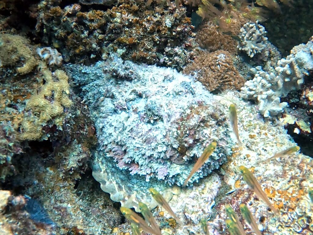Großfisch, Wrackfeeling und Sonnenschein