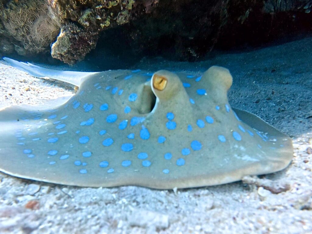 Willkommen im Reich der bunten Fische