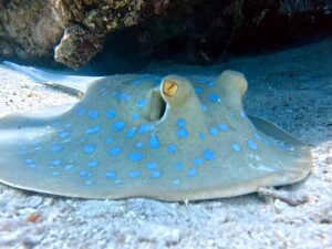 Willkommen im Reich der bunten Fische