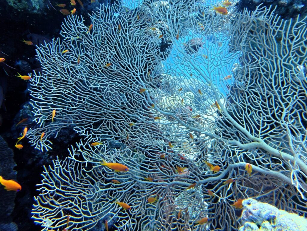 Ein Tag in bester Delfin-Gesellschaft