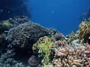 Spannung und Spaß beim Rescue Kurs