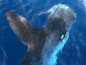 Heute war das Rote Meer voller Highlights