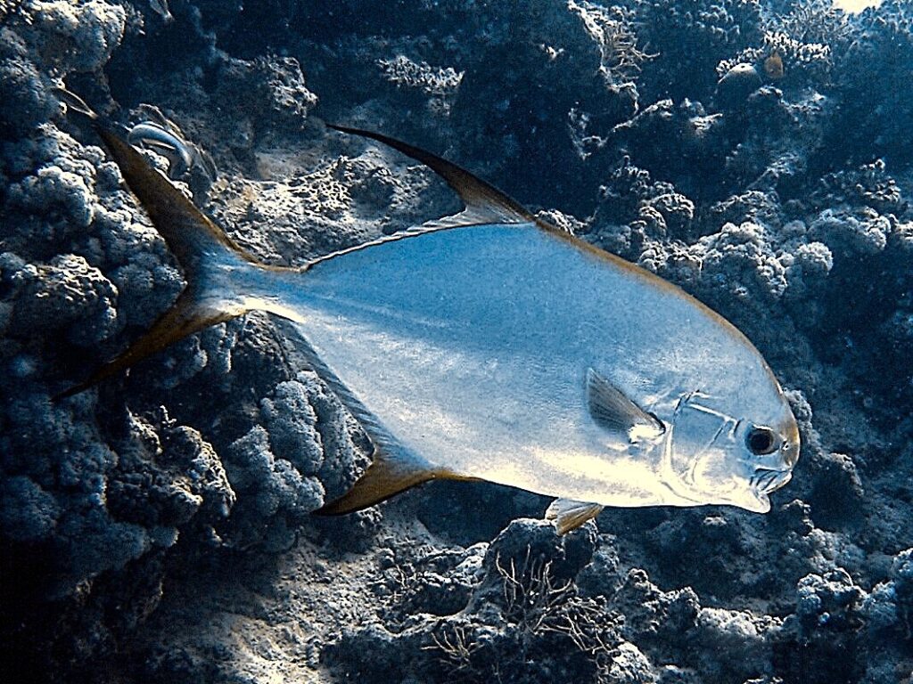 Ab ins Gewimmel der Fische