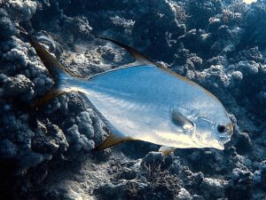 Ab ins Gewimmel der Fische